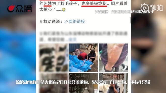 山东淄博一流浪动物救助站16只猫狗被烧死警方介入调查