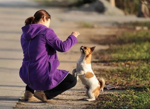 想知道狗狗为什么总跟着你吗？多半是这6个原因，宠主别忽视