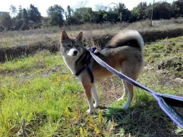 中华田园犬可以有多好看