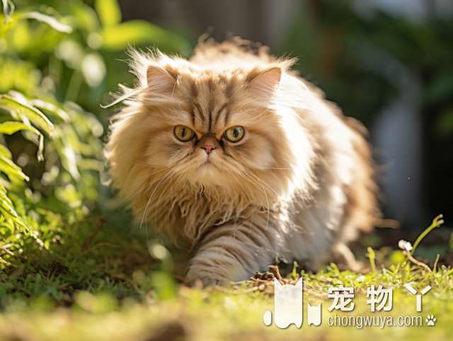 波斯猫的成长限制？