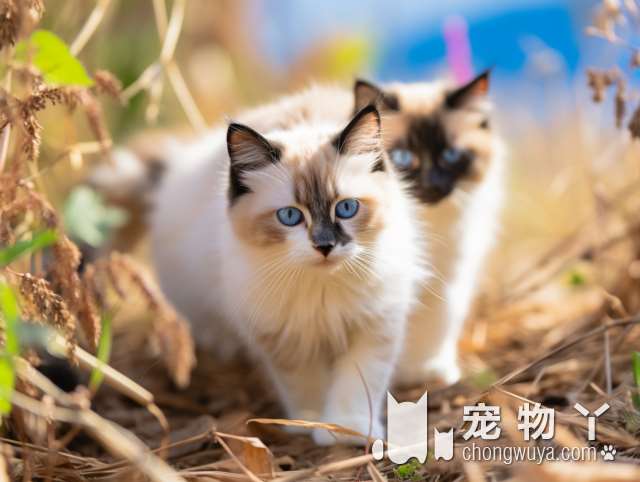 睡眠不好，主人装监控后发现半夜胸口睡大猫，网友：这浓烈的爱