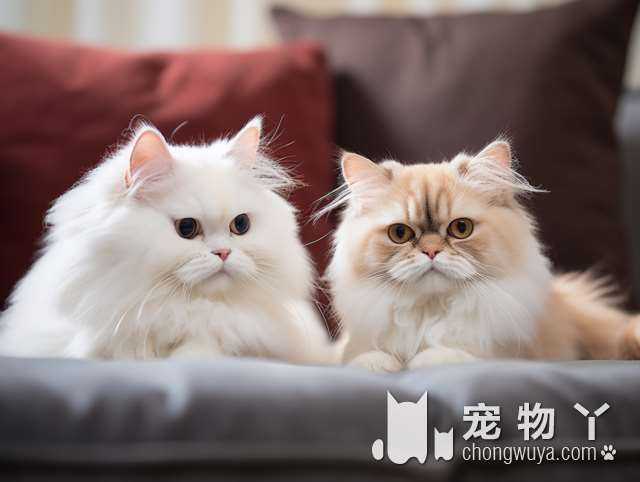 蓝猫和狸花猫的不同？